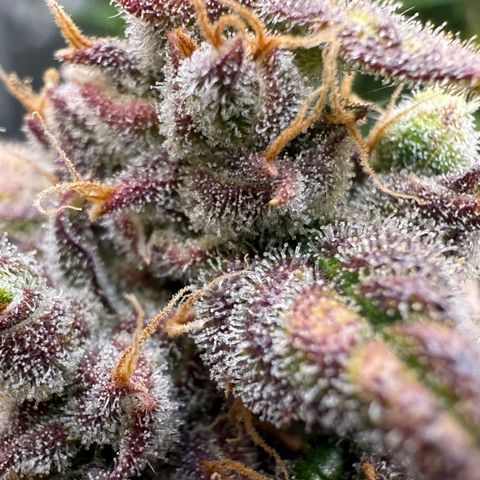 Sour Stomper 1 growlog timeline photo