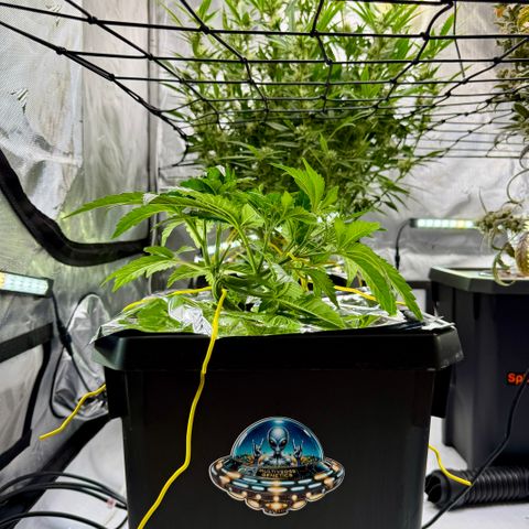 Garlic Nebula Rot growlog timeline photo