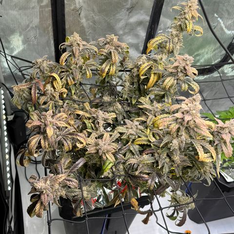 Sour Stomper 1 growlog timeline photo