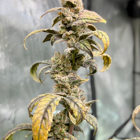 Sour Stomper 1 growlog timeline photo