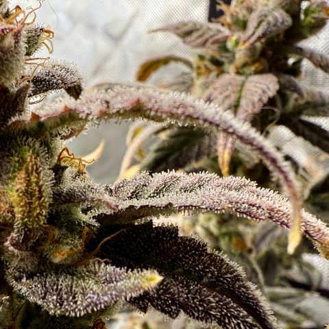 Sour Stomper 1 growlog timeline photo