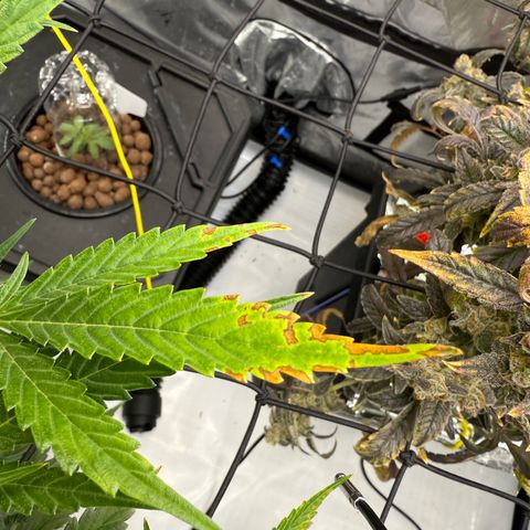 Banana Purple Punch Auto growlog timeline photo