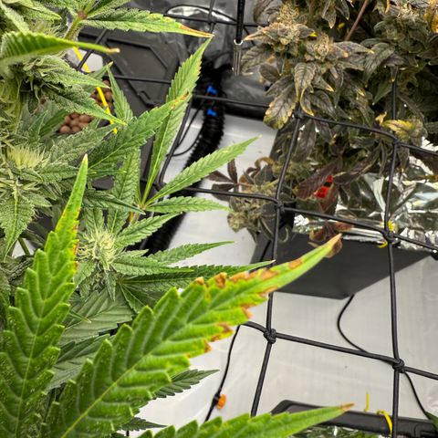 Banana Purple Punch Auto growlog timeline photo