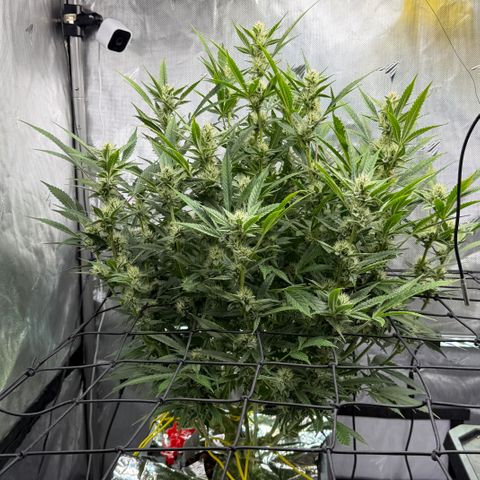 Banana Purple Punch Auto growlog timeline photo