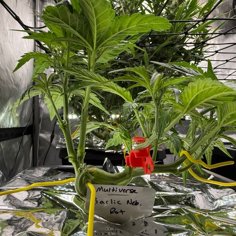 Garlic Nebula Rot growlog timeline photo