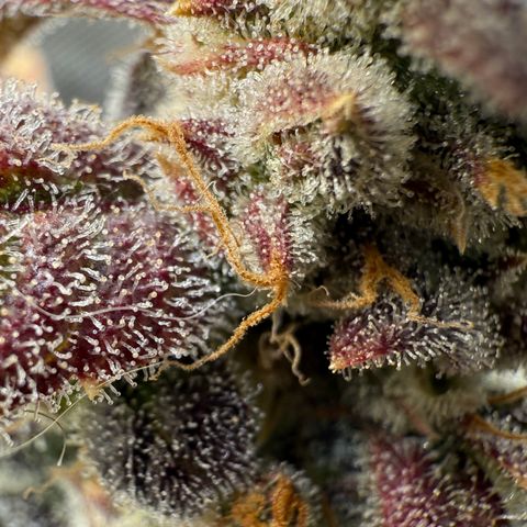 Sour Stomper 1 growlog timeline photo