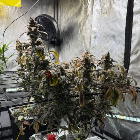 Sour Stomper 1 growlog timeline photo
