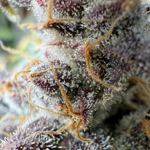 Sour Stomper 1 growlog timeline photo