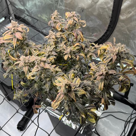 Sour Stomper 1 growlog timeline photo