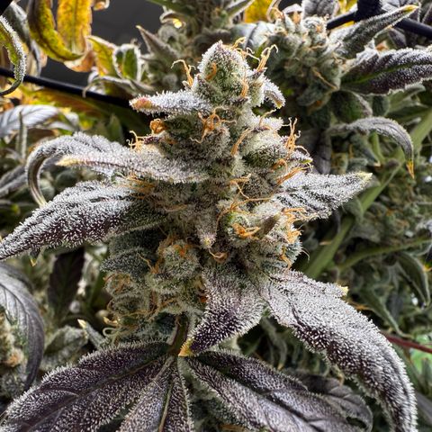 Sour Stomper 1 growlog timeline photo