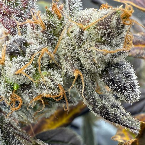 Sour Stomper 1 growlog timeline photo