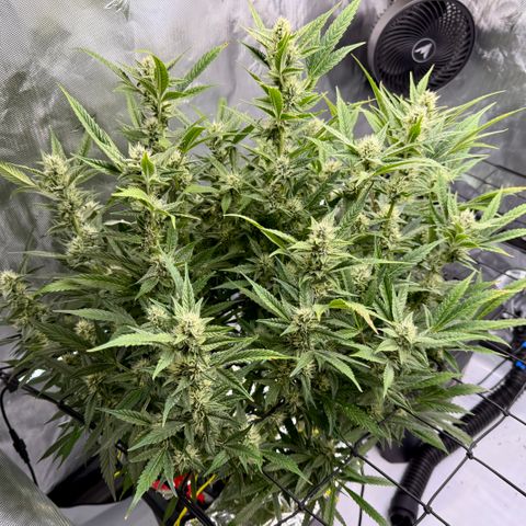 Banana Purple Punch Auto growlog timeline photo