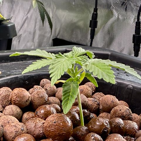 Blue Dream Auto Atlas growlog timeline photo