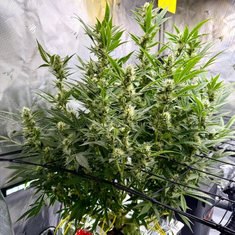 Banana Purple Punch Auto growlog timeline photo