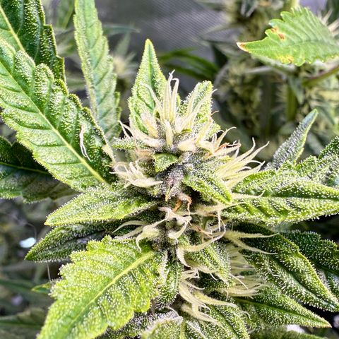 Banana Purple Punch Auto growlog timeline photo