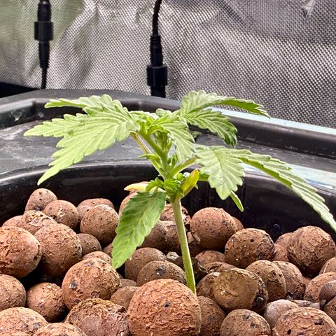 Blue Dream Auto Atlas growlog timeline photo