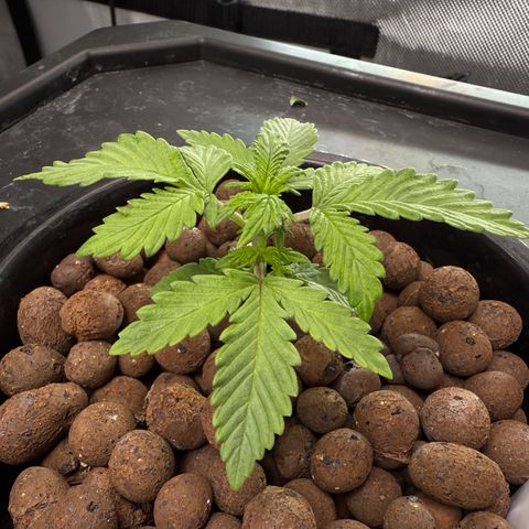 Blue Dream Auto Atlas growlog timeline photo