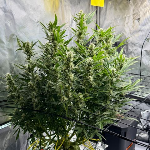 Banana Purple Punch Auto growlog timeline photo