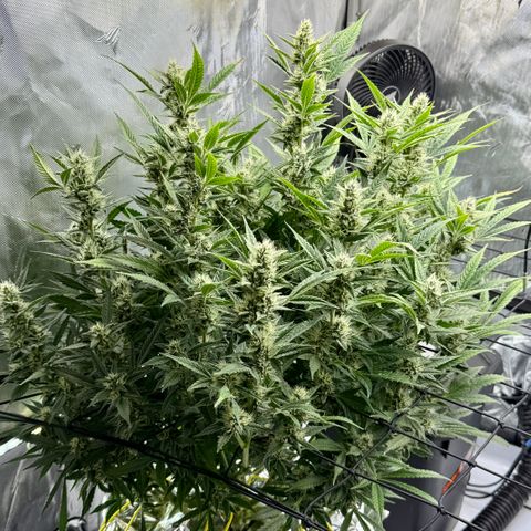 Banana Purple Punch Auto growlog timeline photo