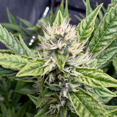 Banana Purple Punch Auto growlog timeline photo