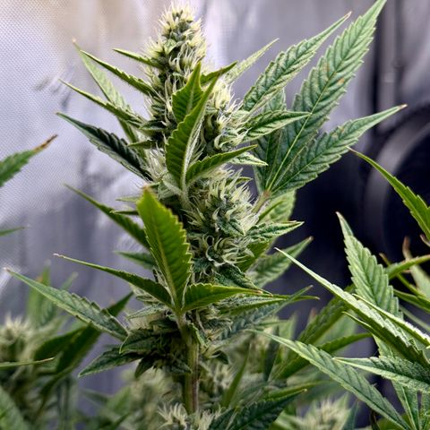 Banana Purple Punch Auto growlog timeline photo
