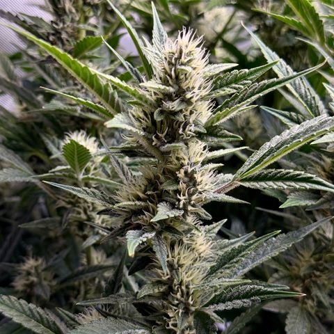 Banana Purple Punch Auto growlog timeline photo