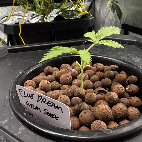Blue Dream Auto Atlas growlog timeline photo