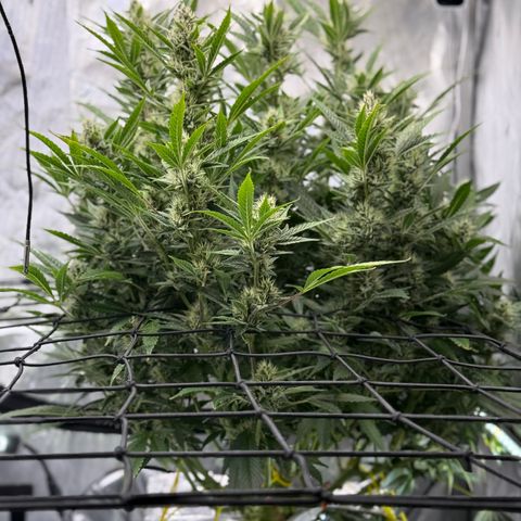 Banana Purple Punch Auto growlog timeline photo