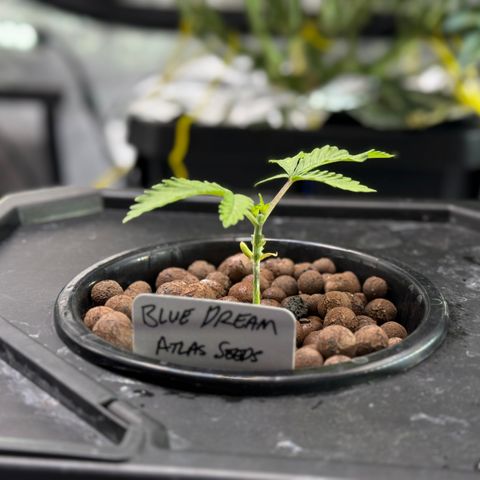 Blue Dream Auto Atlas growlog timeline photo