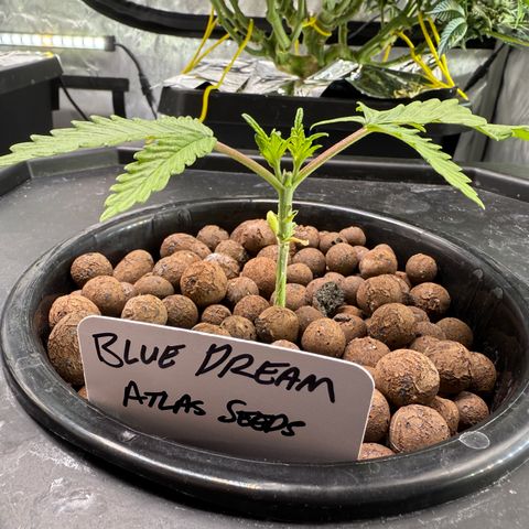 Blue Dream Auto Atlas growlog timeline photo