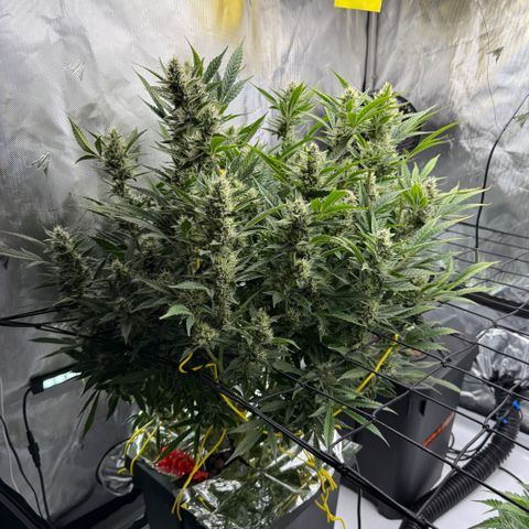 Banana Purple Punch Auto growlog timeline photo