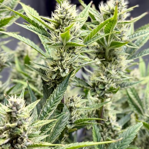 Banana Purple Punch Auto growlog timeline photo