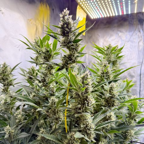 Banana Purple Punch Auto growlog timeline photo