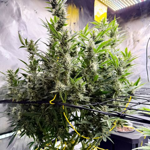 Banana Purple Punch Auto growlog timeline photo