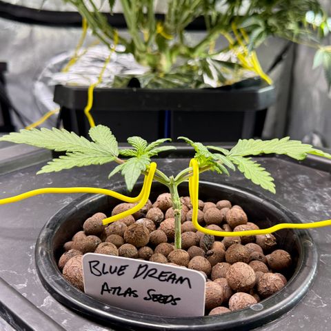Blue Dream Auto Atlas growlog timeline photo