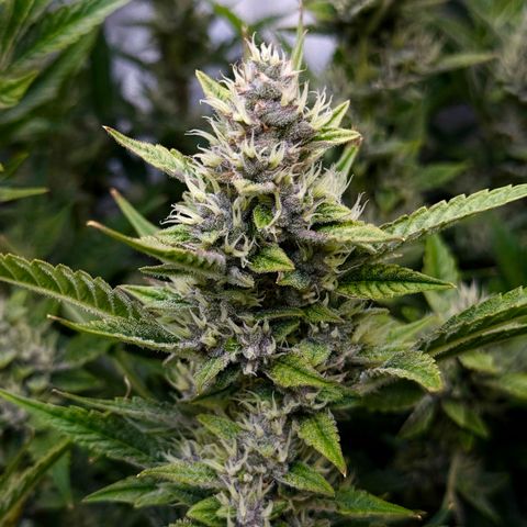 Banana Purple Punch Auto growlog timeline photo