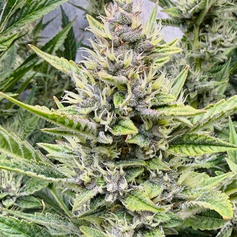Banana Purple Punch Auto growlog timeline photo