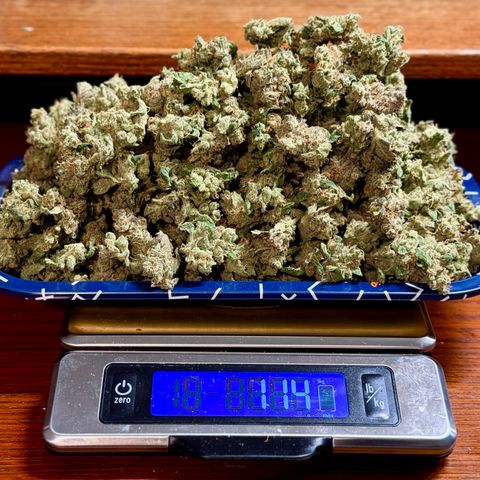 Sour Stomper 1 growlog timeline photo