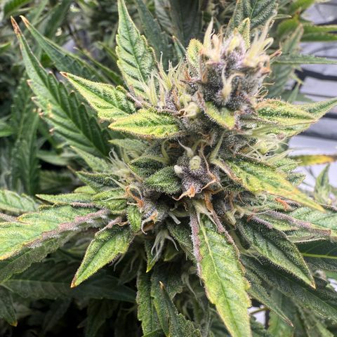 Banana Purple Punch Auto growlog timeline photo