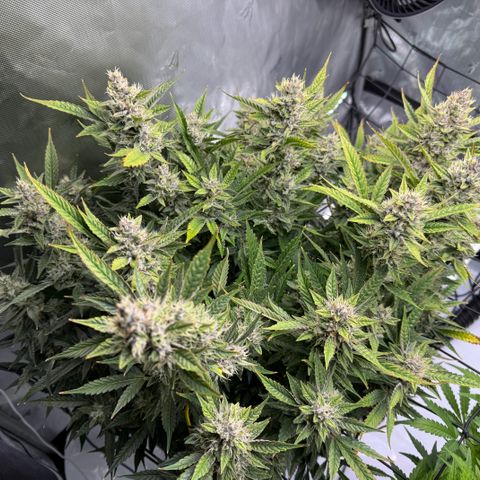 Banana Purple Punch Auto growlog timeline photo