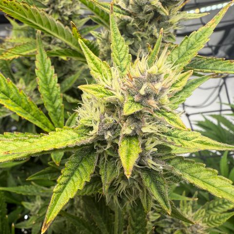 Banana Purple Punch Auto growlog timeline photo