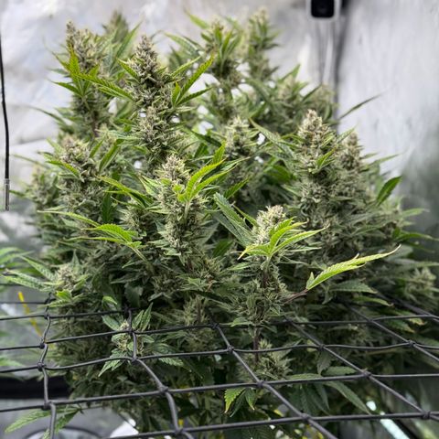 Banana Purple Punch Auto growlog timeline photo