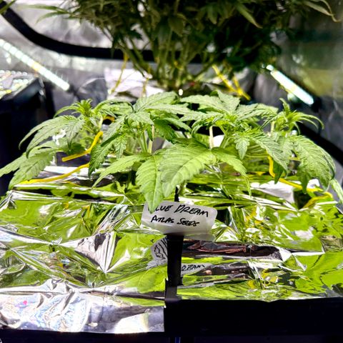 Blue Dream Auto Atlas growlog timeline photo