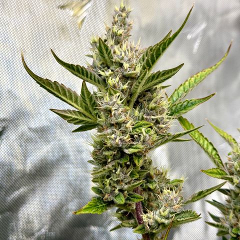 Banana Purple Punch Auto growlog timeline photo