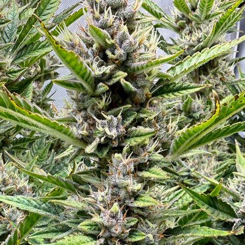 Banana Purple Punch Auto growlog timeline photo
