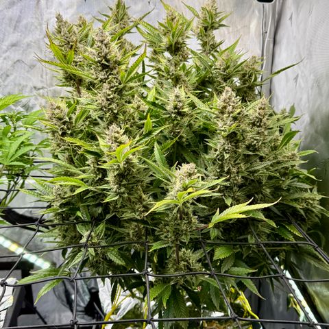 Banana Purple Punch Auto growlog timeline photo
