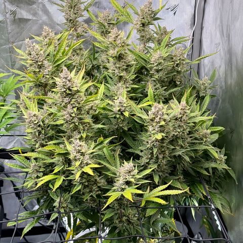 Banana Purple Punch Auto growlog timeline photo