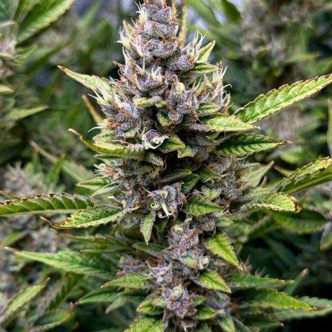 Banana Purple Punch Auto growlog timeline photo