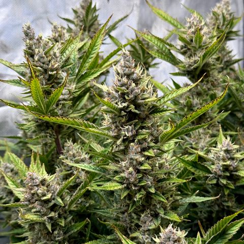 Banana Purple Punch Auto growlog timeline photo