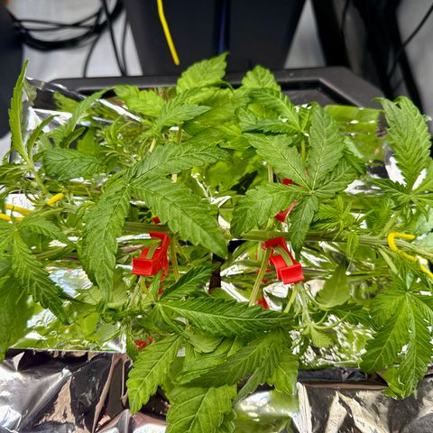 Blue Dream Auto Atlas growlog timeline photo
